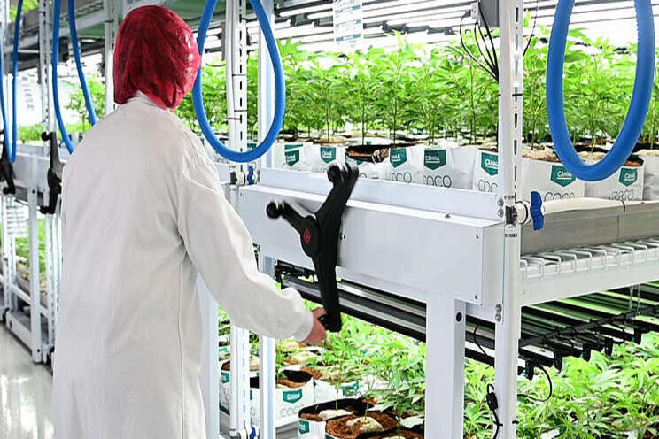 3 ways to maximize yield in indoor farming 3 ways to maximize yield in indoor farming
