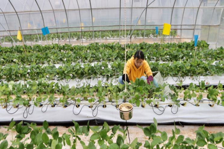 Tech beats humans at growing strawberries Tech beats humans at growing strawberries