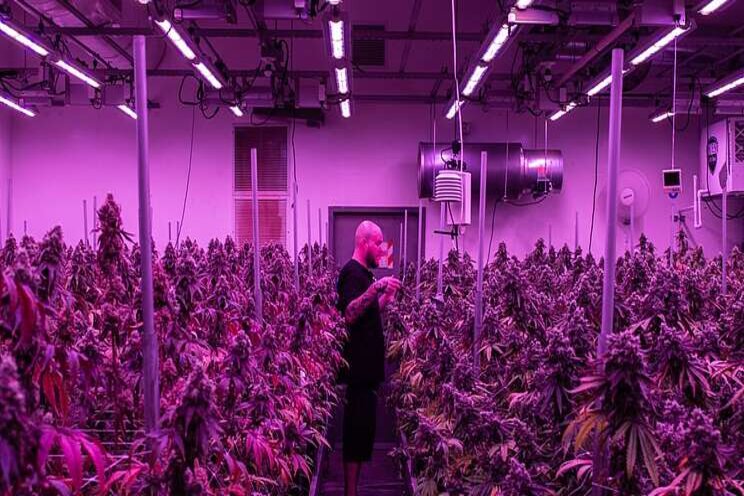 New LED standards to affect CA cannabis in a big way New LED standards to affect CA cannabis in a big way
