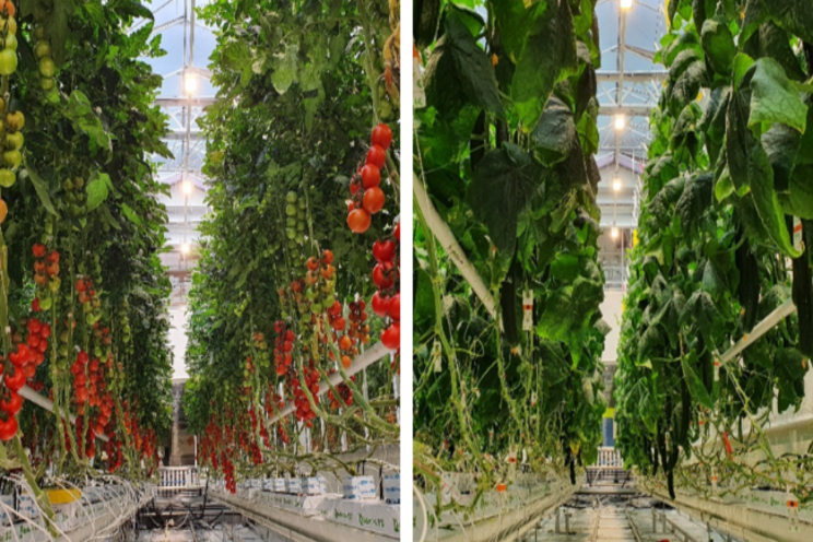 Climalux introduces new LED light system for horticulture Climalux introduces new LED light system for horticulture