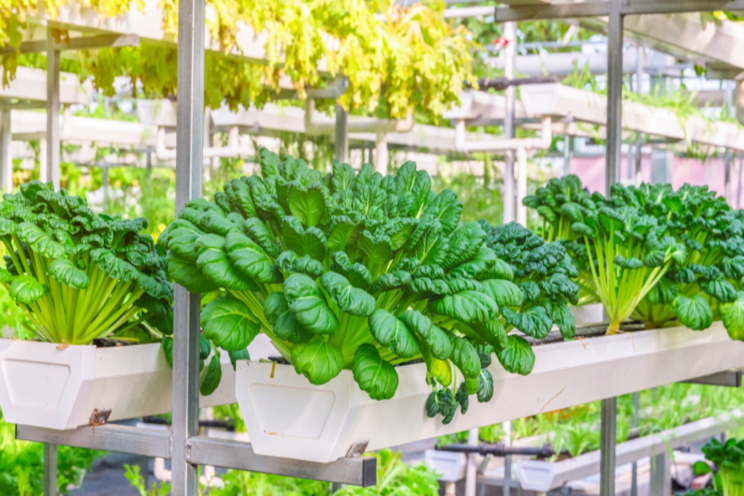 Growing urban greenhouse sector looks to deliver local produce Growing urban greenhouse sector looks to deliver local produce