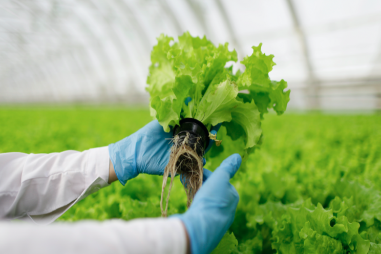 7 common questions about autodosing in hydroponics 7 common questions about autodosing in hydroponics