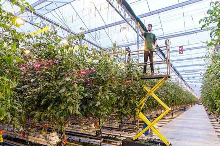 Growing summer-tasting tomatoes all year round Growing summer-tasting tomatoes all year round