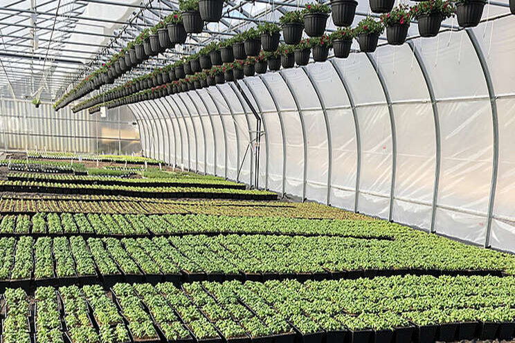 Canadian grower rolls out bottom heat like a carpet Canadian grower rolls out bottom heat like a carpet