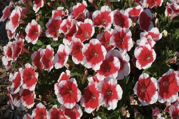 Petunia extravaganza Petunia extravaganza