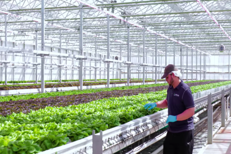 Lettuce grower switches to 100% LED toplighting Lettuce grower switches to 100% LED toplighting