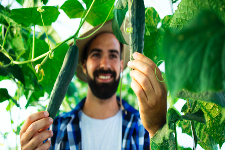 Greenhouses as a solution to food bank crisis Greenhouses as a solution to food bank crisis