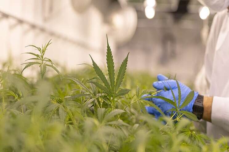How to maintain compliance at cannabis cultivation sites How to maintain compliance at cannabis cultivation sites