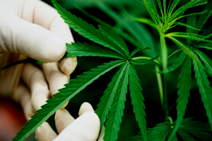 AI to create purer, stronger weed as marijuana industry booms AI to create purer, stronger weed as marijuana industry booms