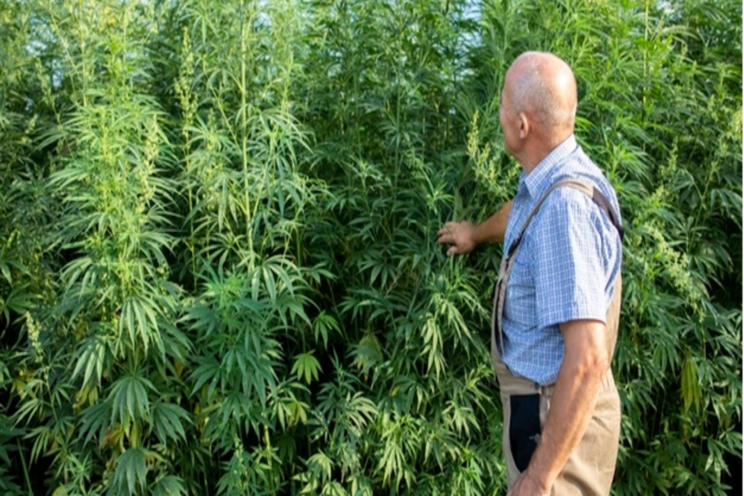 5 most frequently asked questions about hemp farming 5 most frequently asked questions about hemp farming