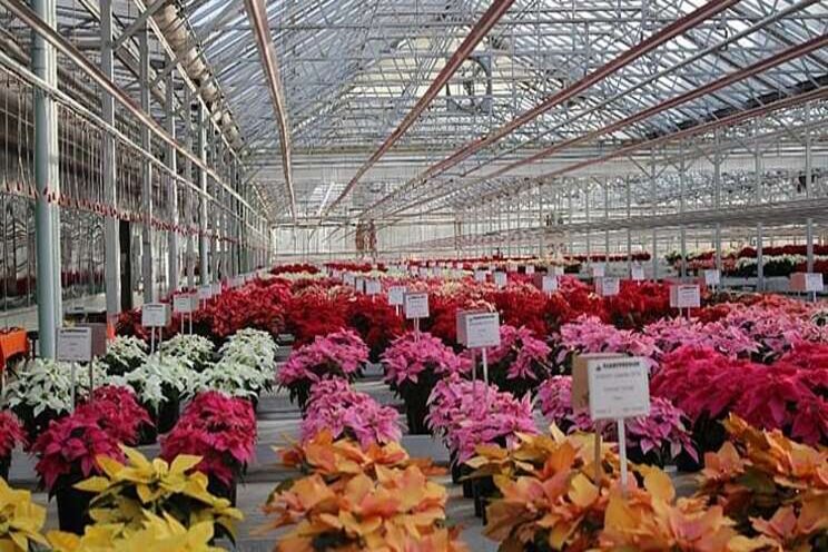 Top performers in Plantpeddler's poinsettia trial Top performers in Plantpeddler's poinsettia trial