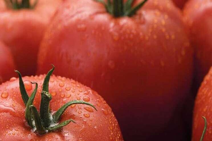 Game-changer| New virus-resistant tomato Game-changer| New virus-resistant tomato
