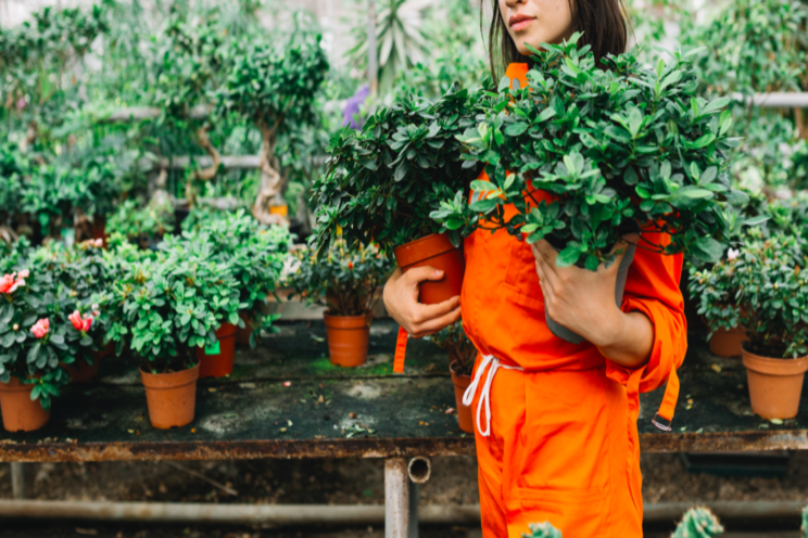 9 best plant identification app choices of 2020 9 best plant identification app choices of 2020