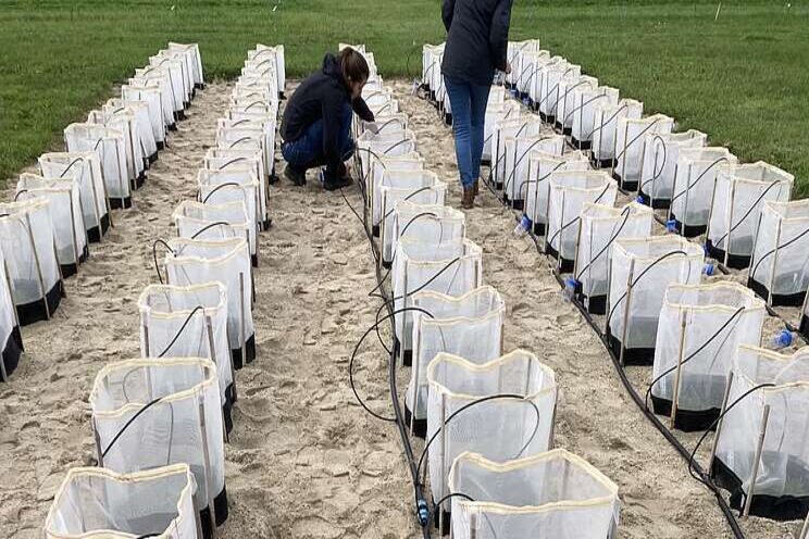 Less fertiliser thanks to earthworms Less fertiliser thanks to earthworms