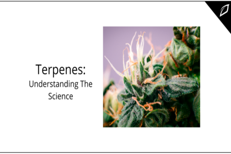 Understanding the science behind cannabis terpenes Understanding the science behind cannabis terpenes