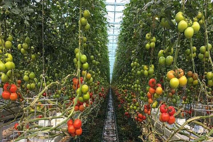 Your guide to high-wire tomato growing Your guide to high-wire tomato growing