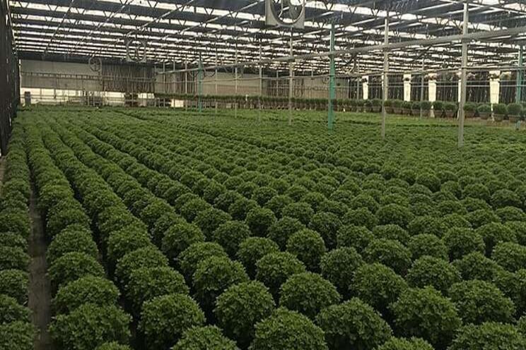 3 things growers should know about heat stress 3 things growers should know about heat stress