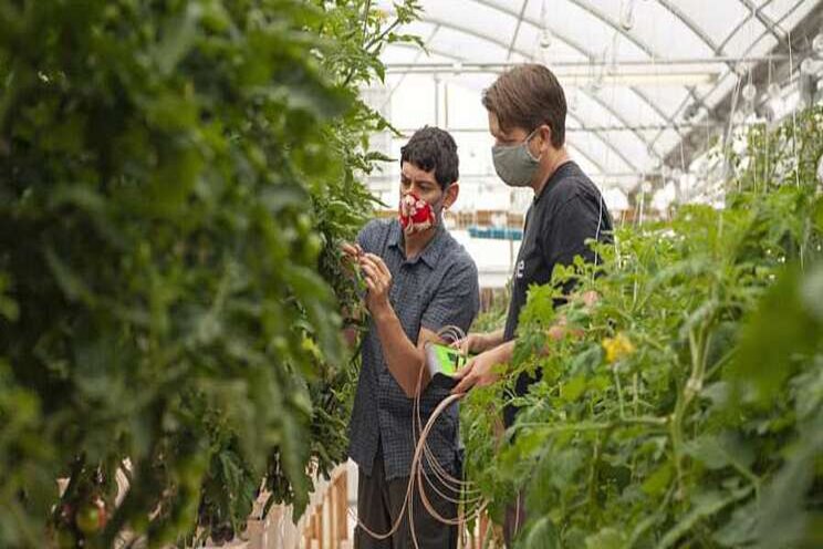 New plant sensor tech to cut water use New plant sensor tech to cut water use