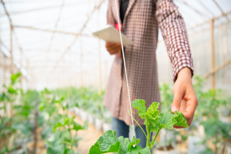 Seoul aims to nurture 1M urban farmers Seoul aims to nurture 1M urban farmers