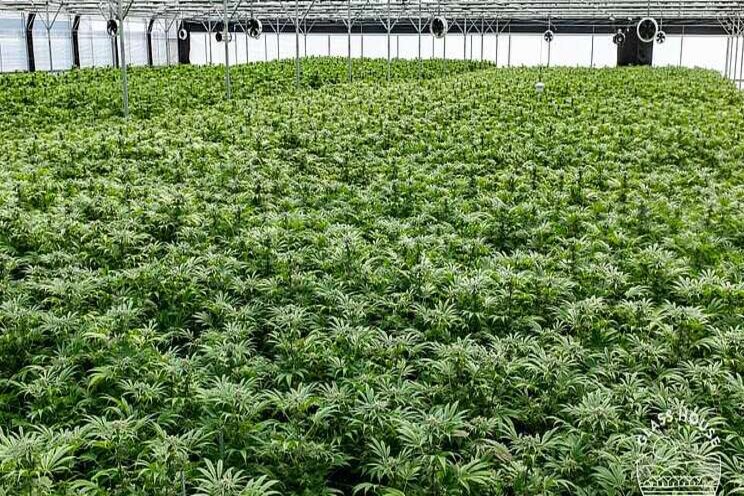 California cannabis research to address environmental impacts California cannabis research to address environmental impacts