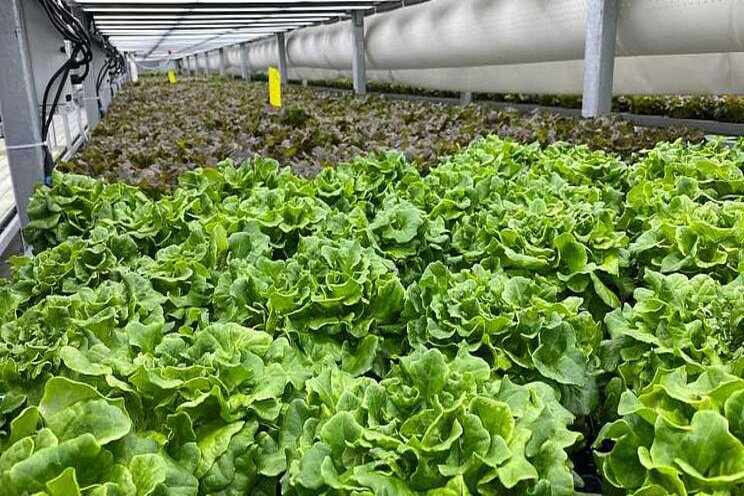 The benefits of keeping greenhouse technology simple The benefits of keeping greenhouse technology simple