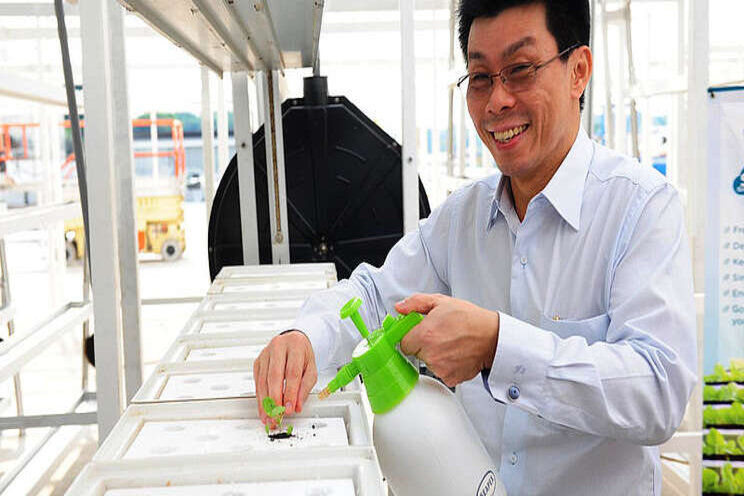 Sky-high vegetables: Vertical farming sprouts in Singapore Sky-high vegetables: Vertical farming sprouts in Singapore