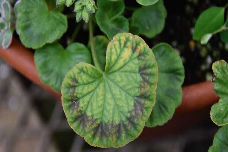 Boost your knowledge in greenhouse disorders and more Boost your knowledge in greenhouse disorders and more
