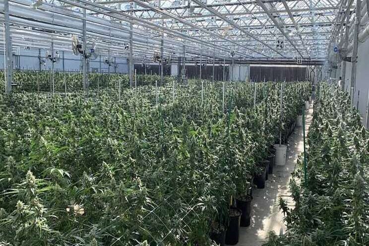 How the cannabis industry can address sustainability concerns How the cannabis industry can address sustainability concerns