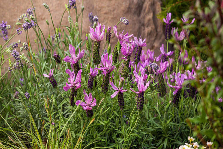 Culture report: Lavender Javelin Forte series Culture report: Lavender Javelin Forte series