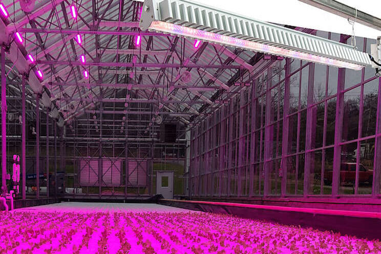 How LED grow lights impact cannabis growth How LED grow lights impact cannabis growth