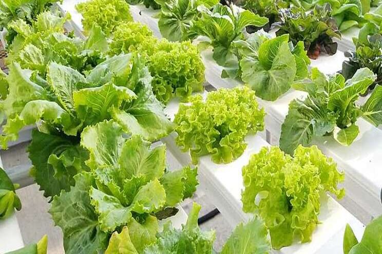 Is your lettuce crop starving for calcium? Is your lettuce crop starving for calcium?