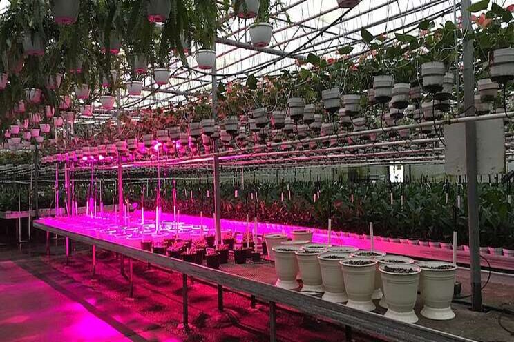 Small test, big results: LED grow lights help bloom Small test, big results: LED grow lights help bloom
