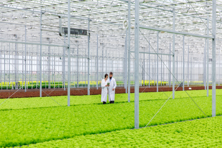 High-tech hydroponic climate-controlled greenhouses High-tech hydroponic climate-controlled greenhouses
