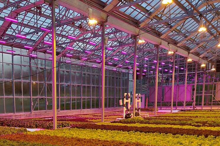 Lighting the way to sustainable greenhouse transformation Lighting the way to sustainable greenhouse transformation