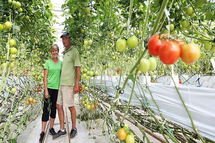 Intensive workshop to focus on hydroponic tomatoes Intensive workshop to focus on hydroponic tomatoes
