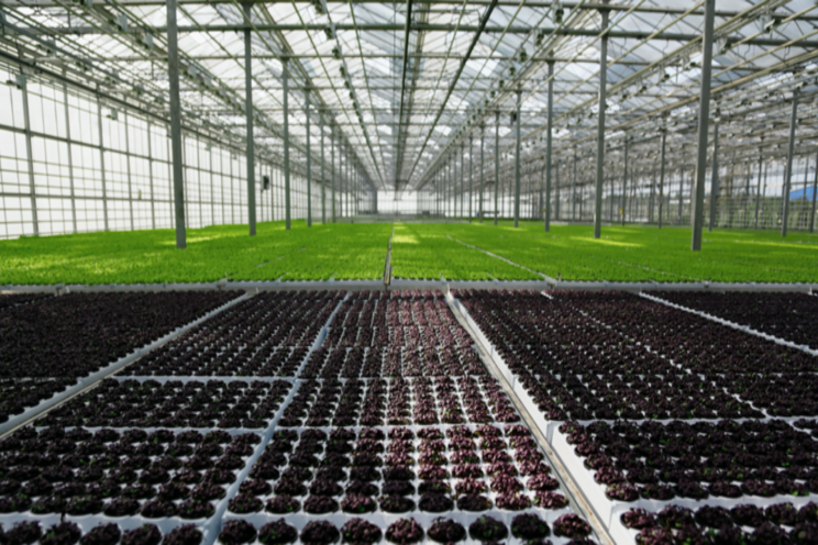 BrightFarms salad greens growth boosted by new funding BrightFarms salad greens growth boosted by new funding
