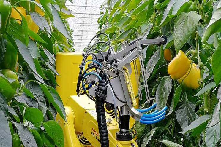 Robot and human harvest together Robot and human harvest together