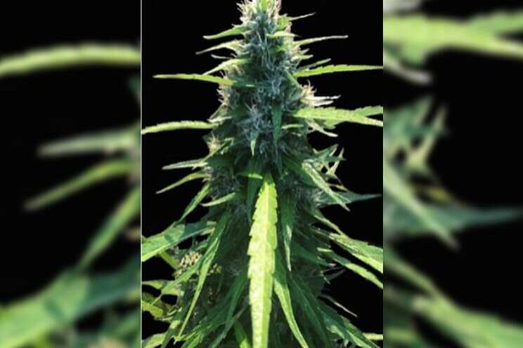 Griffin, The Hemp Mine sign genetics deal Griffin, The Hemp Mine sign genetics deal