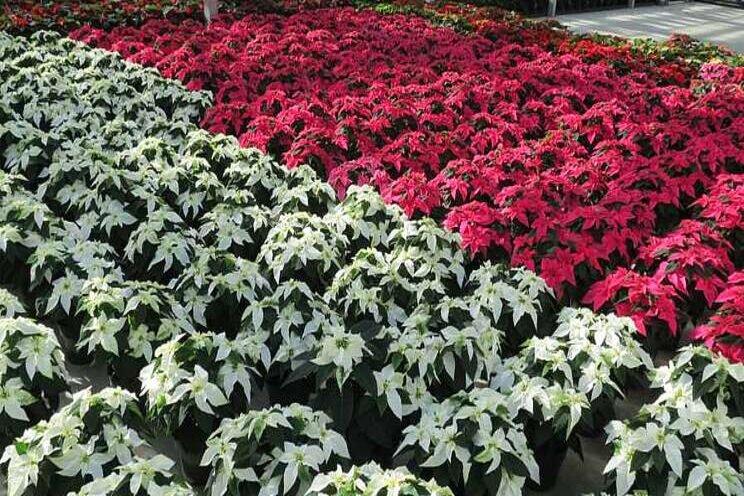 Suntory Flowers expands Princettia cuttings partnerships Suntory Flowers expands Princettia cuttings partnerships