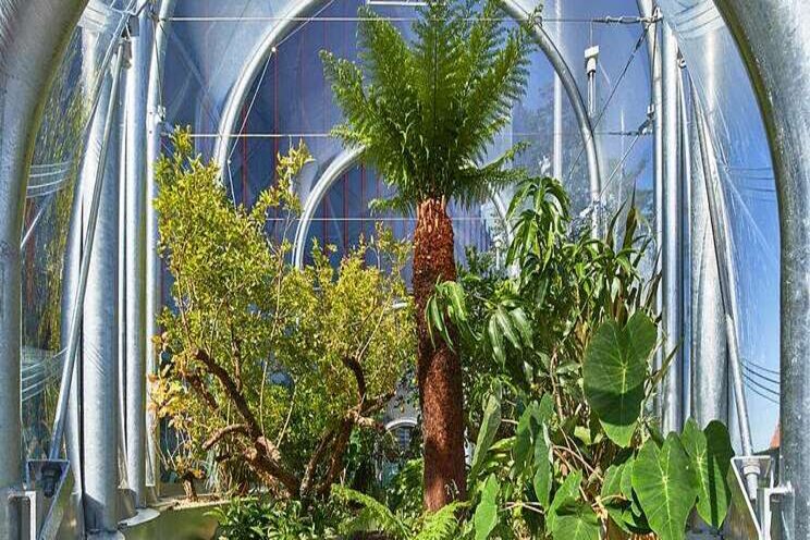 Growing tropical plants in the middle of London Growing tropical plants in the middle of London