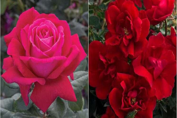 Star Roses varieties nab awards for Ideal Garden Choices Star Roses varieties nab awards for Ideal Garden Choices