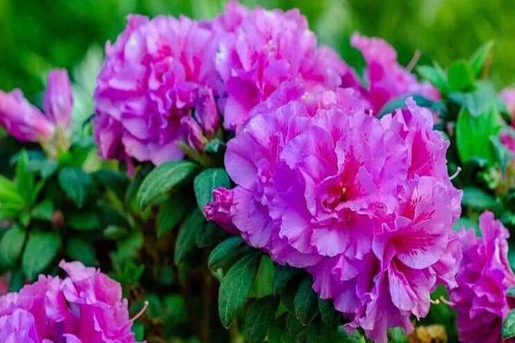 Encore Azaleas program expands with two new releases Encore Azaleas program expands with two new releases
