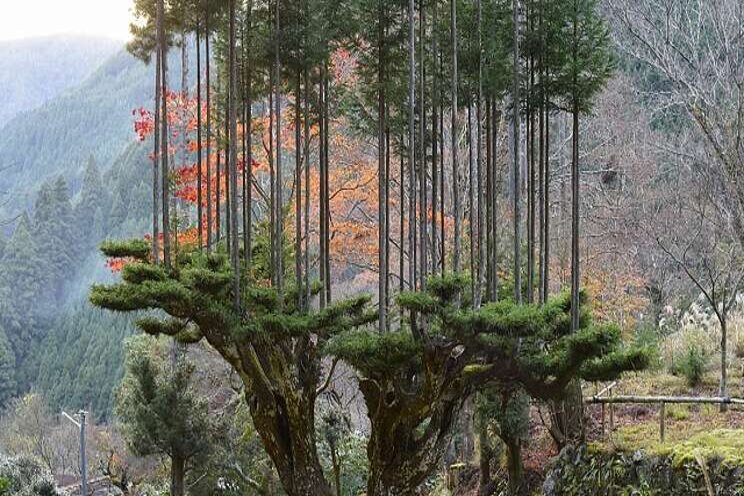 Daisugi: Creating a tree platform for other trees Daisugi: Creating a tree platform for other trees