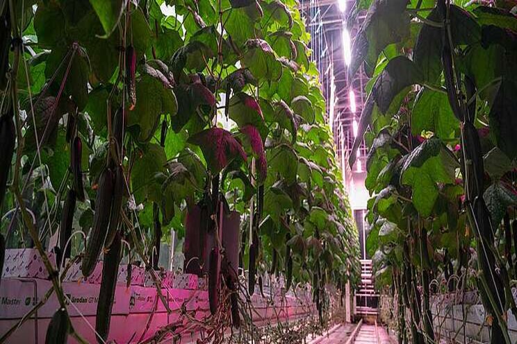 Smarter LED lighting for greenhouse crops Smarter LED lighting for greenhouse crops