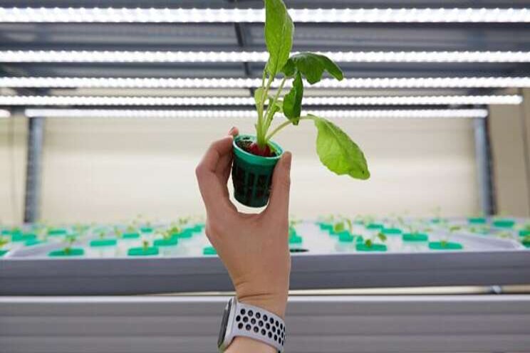 The future of agtech: vertical farming & AI, wearables for cows The future of agtech: vertical farming & AI, wearables for cows