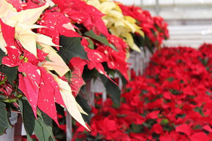 Protecting poinsettias through shipping Protecting poinsettias through shipping