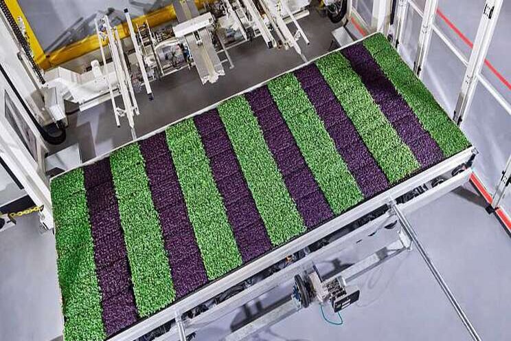 Berry grower and vertical farming company forge partnership Berry grower and vertical farming company forge partnership