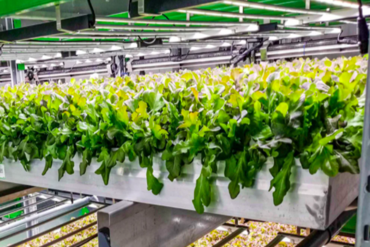 How an indoor farm is redefining local How an indoor farm is redefining local