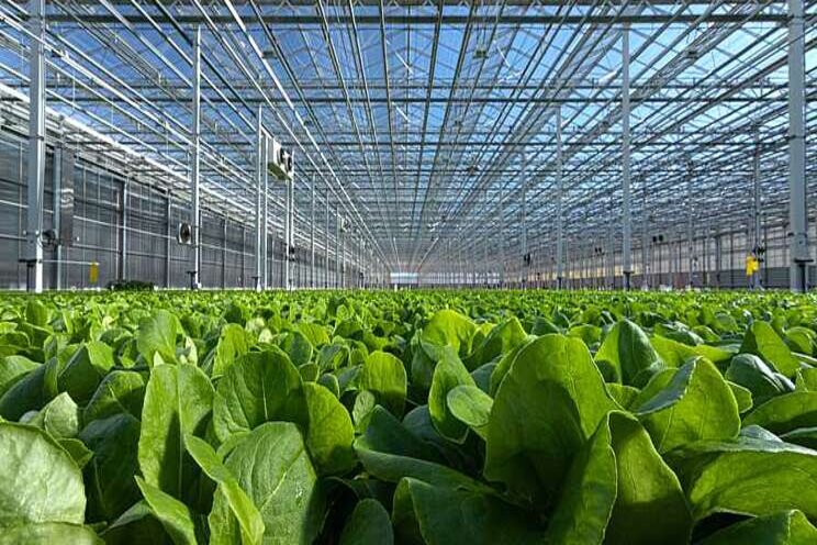 Leading greenhouse lettuce grower gears for big growth Leading greenhouse lettuce grower gears for big growth