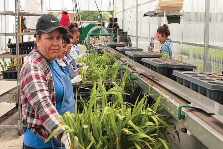 Greenhouse workers may be more susceptible to COVID-19 Greenhouse workers may be more susceptible to COVID-19